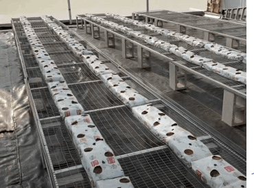 Dominus Vobiscum Foundation