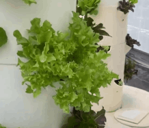 Dominus Vobiscum Foundation